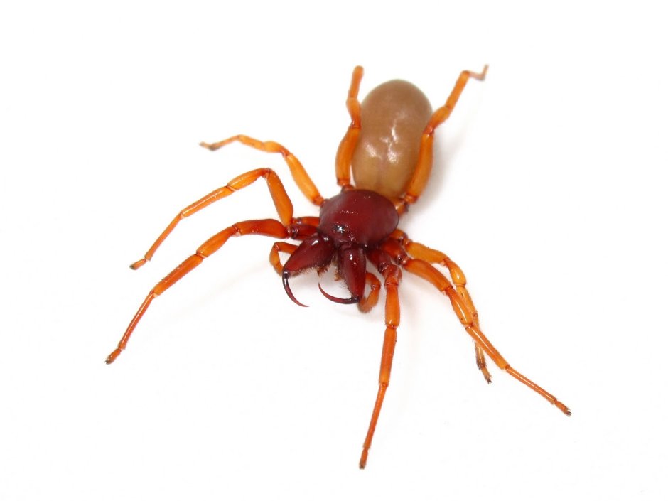 Паук диздера кроката (Dysdera crocata)