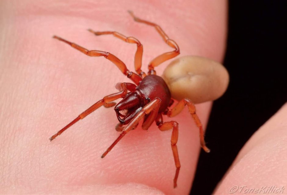 Woodlouse пауки в России