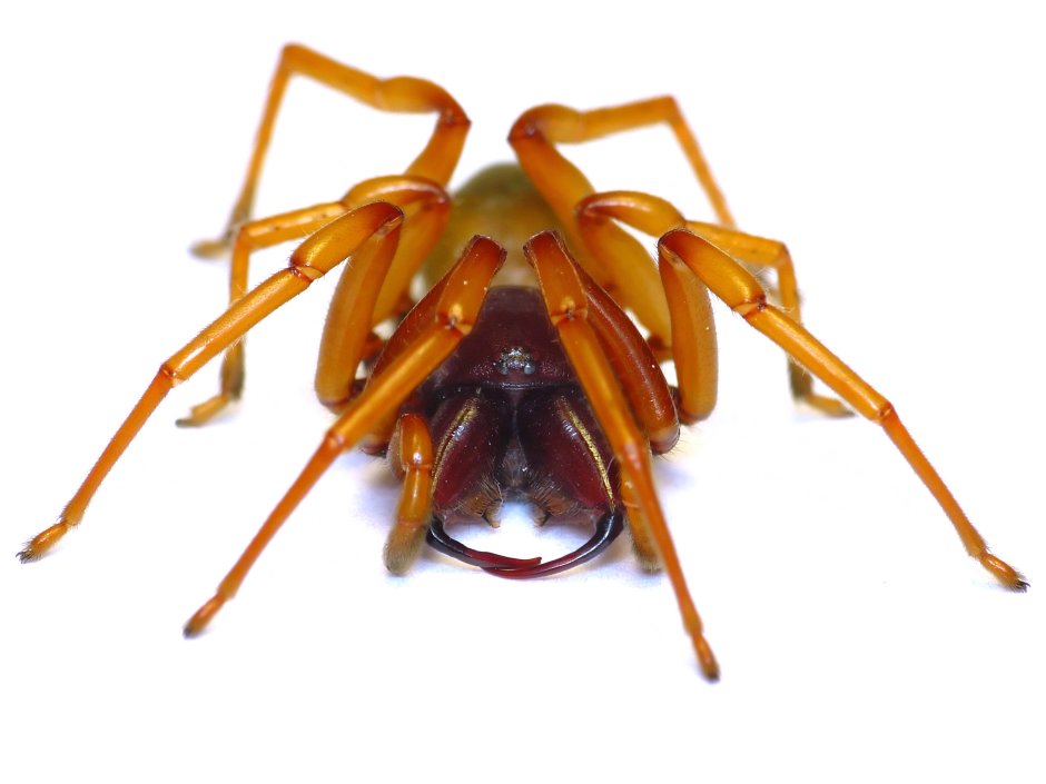 Dysdera Erythrina