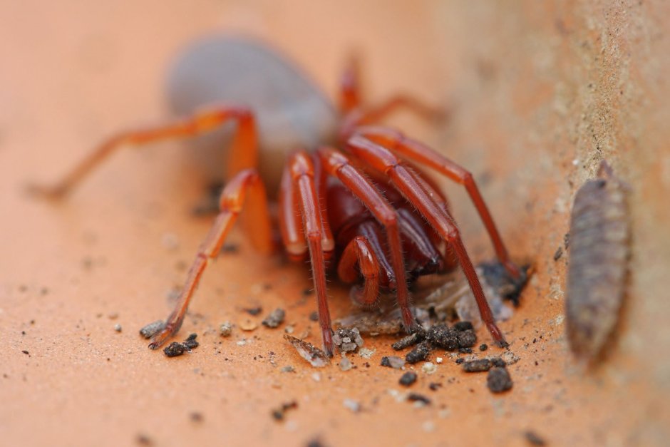 Woodlouse Spider