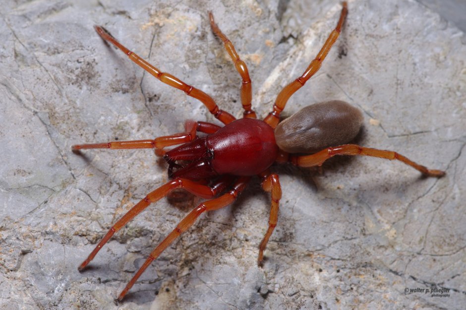 Паук диздера кроката (Dysdera crocata)