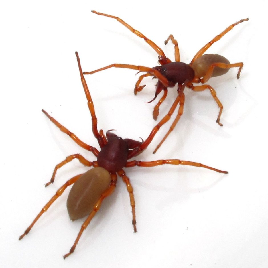 Диздера кроката (Dysdera crocata) Dysdera