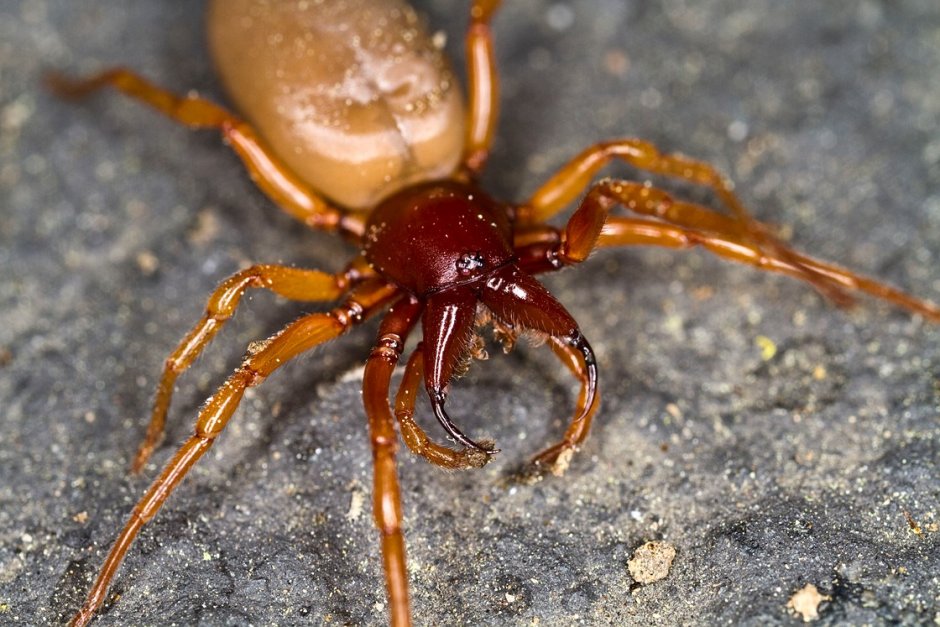 Dysdera crocata паук