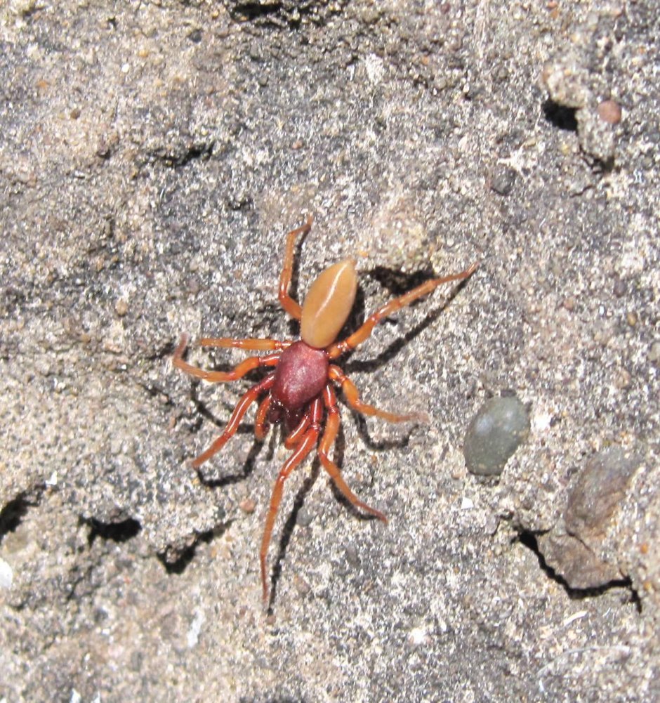 Паук Cheiracanthium punctorium