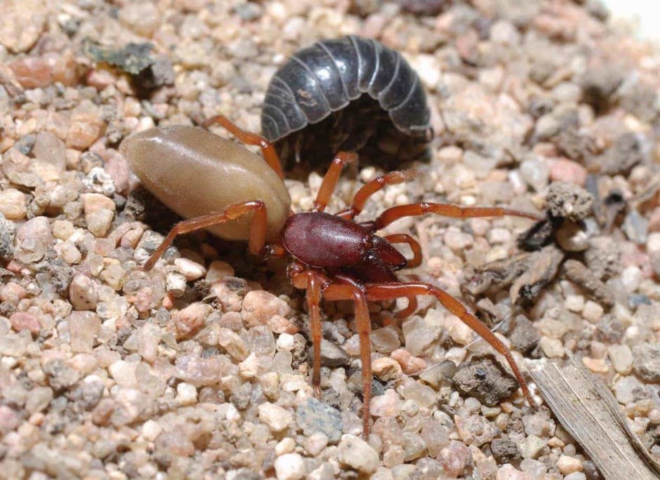 Dysdera crocata