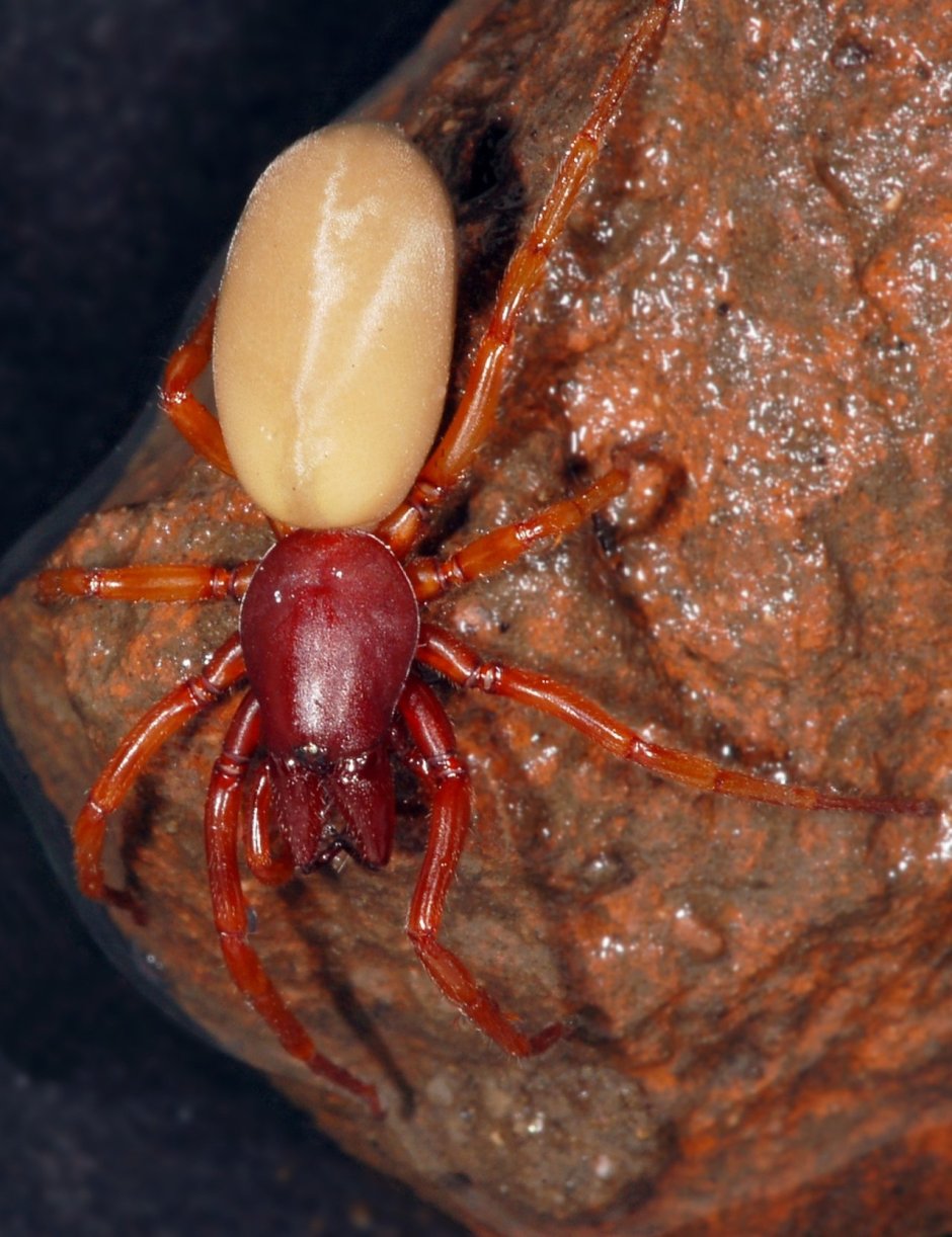 Red House Spider Illinois - stagwaterprise