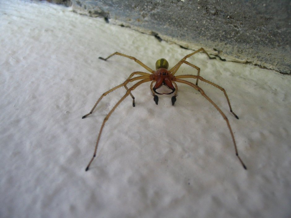 Пауки Dysdera crocata Крым
