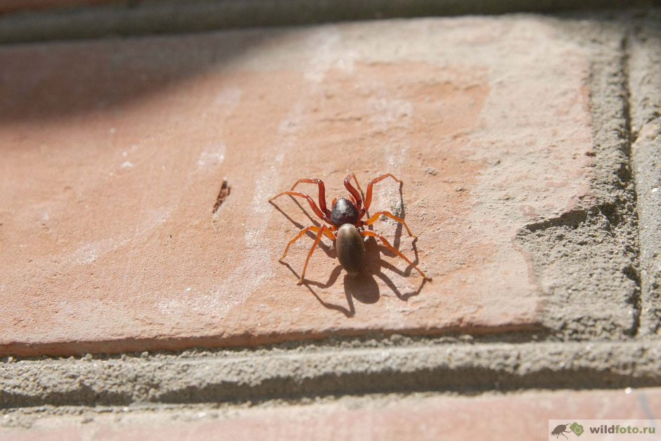 Brown Huntsman паук