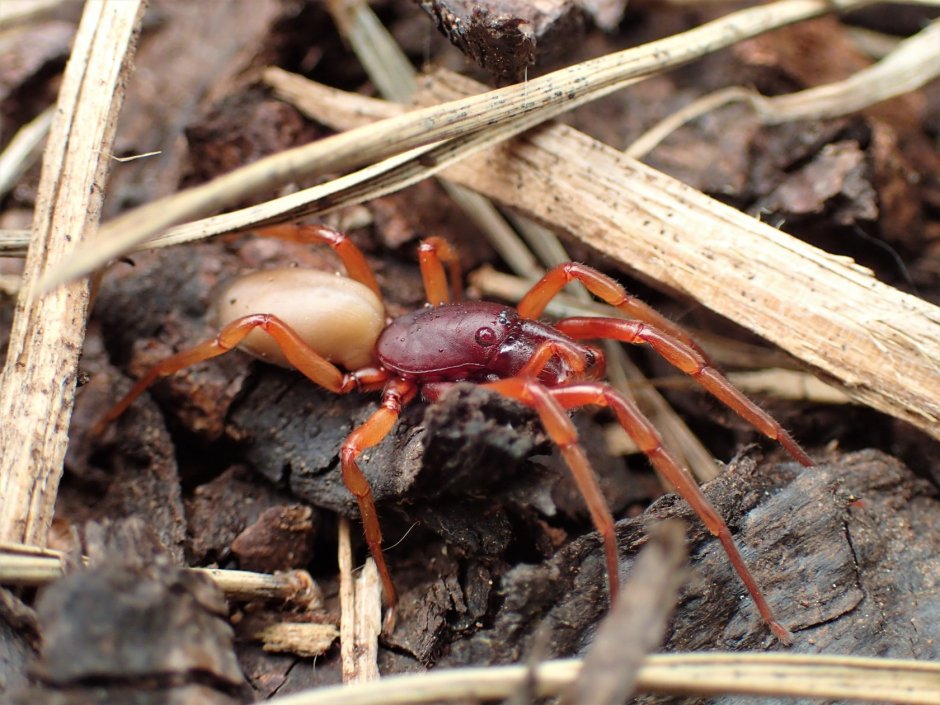Dysdera crocata poisonous