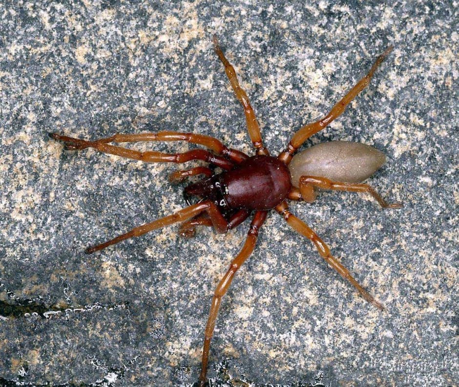 Dysdera crocata паук
