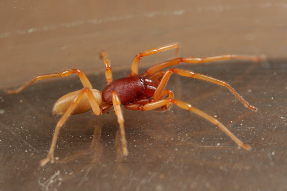 Dysdera crocata