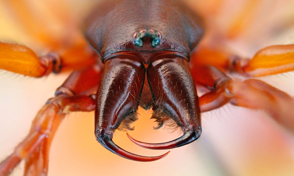 Паук диздера кроката (Dysdera crocata)
