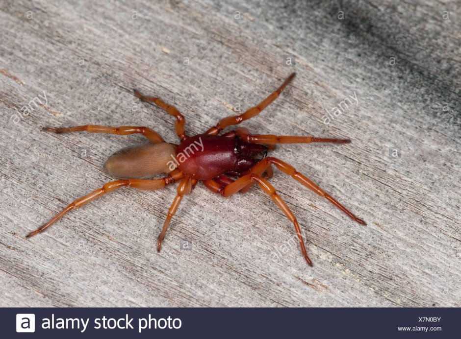 Dysdera crocata