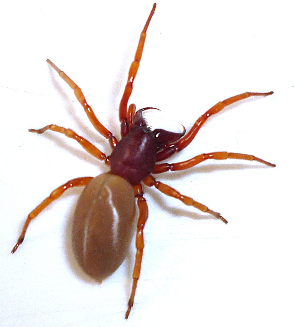 Диздера кроката (Dysdera crocata) Dysdera