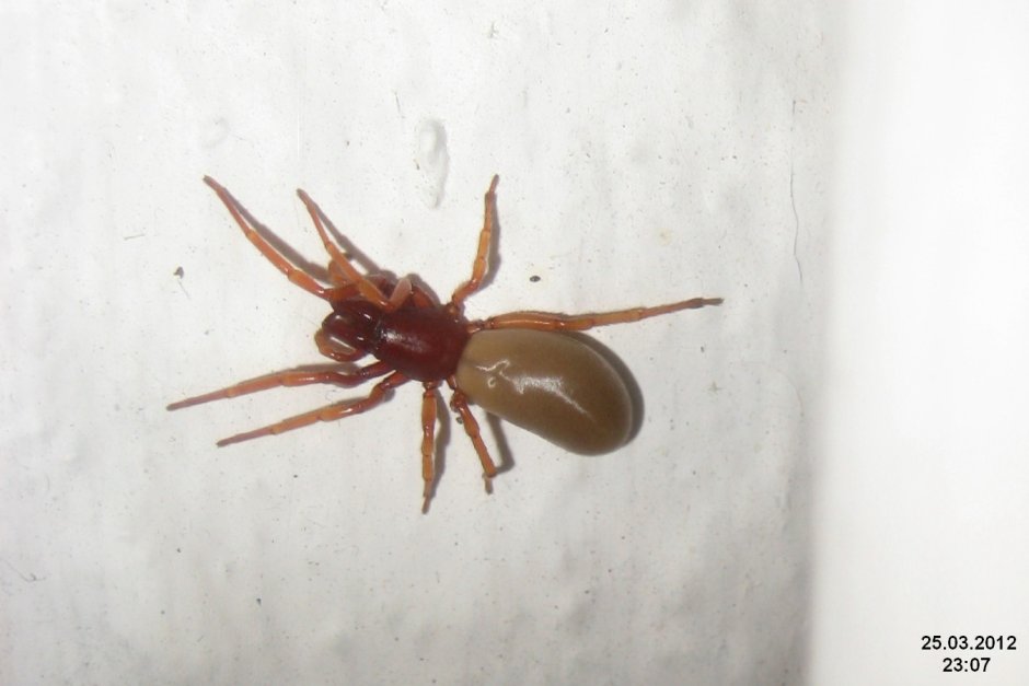 Паук диздера кроката (Dysdera crocata)