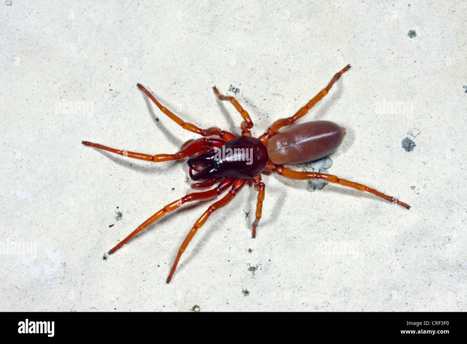 Dysdera crocata паук