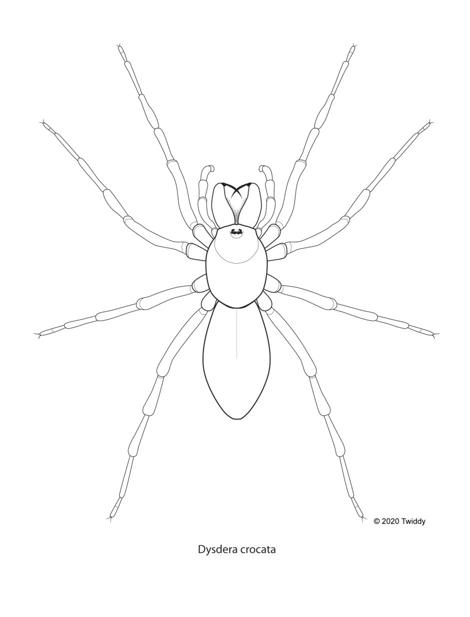 Dysdera crocata
