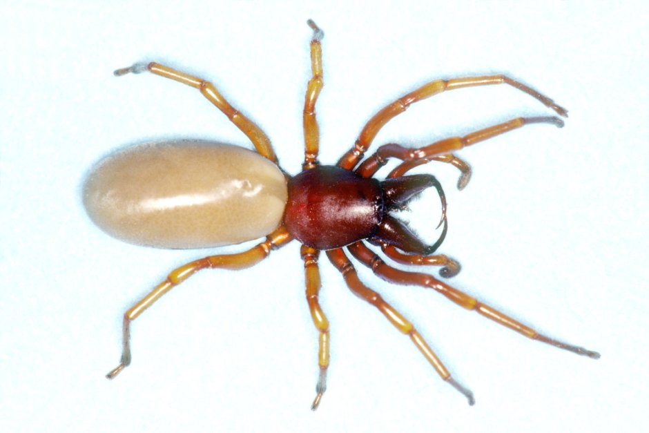 Dysdera crocata паук