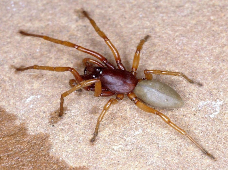 Dysdera crocata