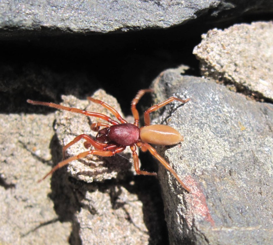 Trachelas Tranquillus