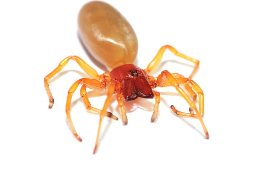 Паук диздера кроката (Dysdera crocata)