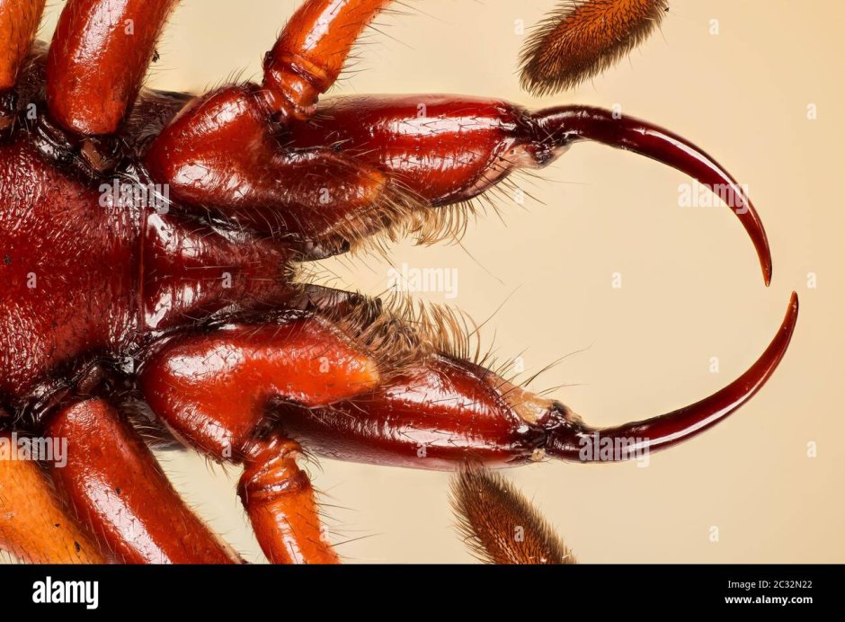 Паук Eurypelma spinicrus