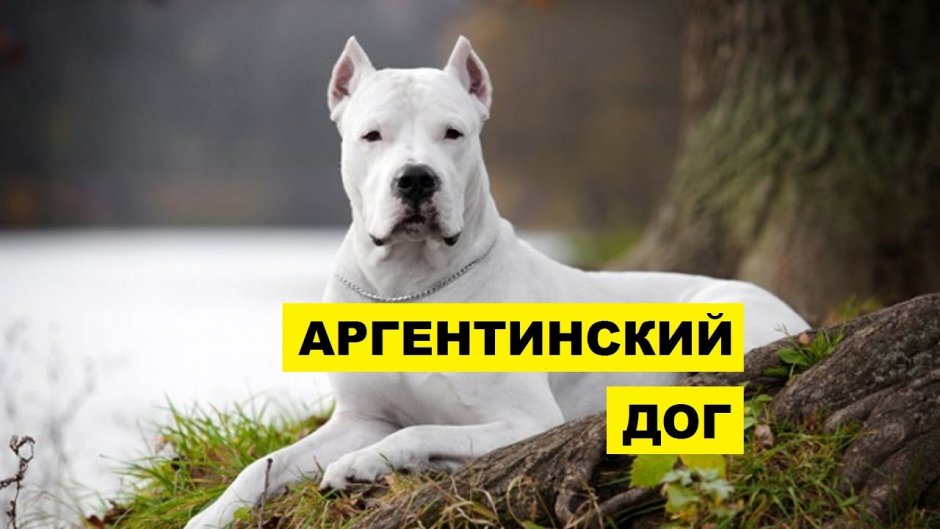 Аргентинский дог