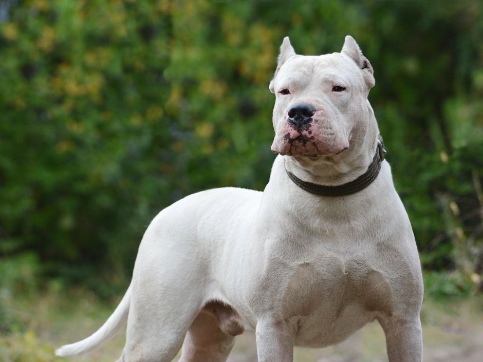 Dogo argentino White Hunter