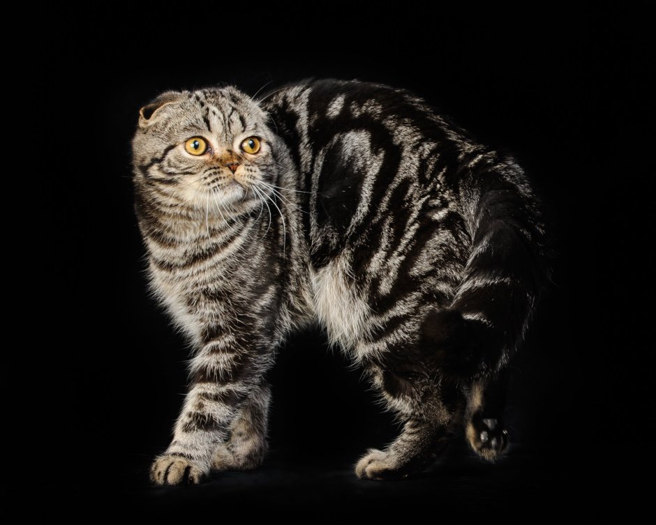 Шотландская кошка прямоухая черный мрамор