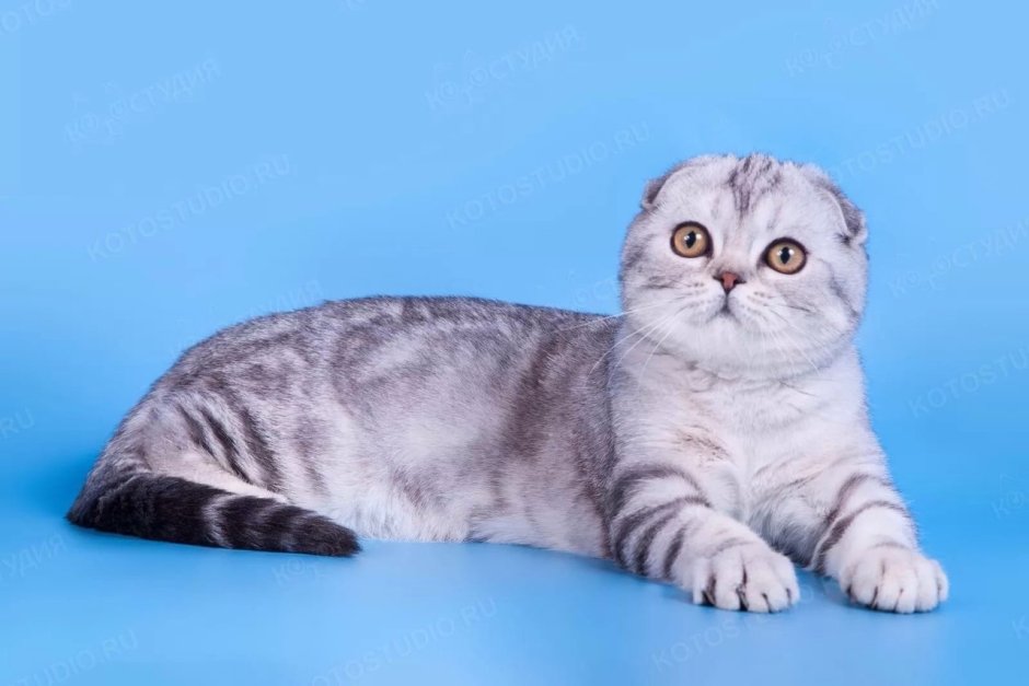 Мраморный табби шотландцы