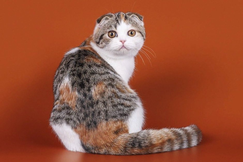 Шотландская вислоухая Калико