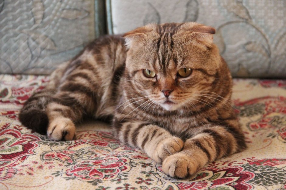 Скоттиш фолд Браун табби