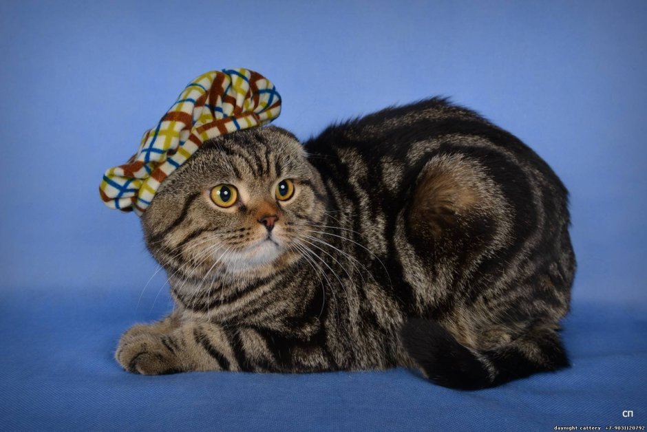 Скоттиш фолд Браун табби