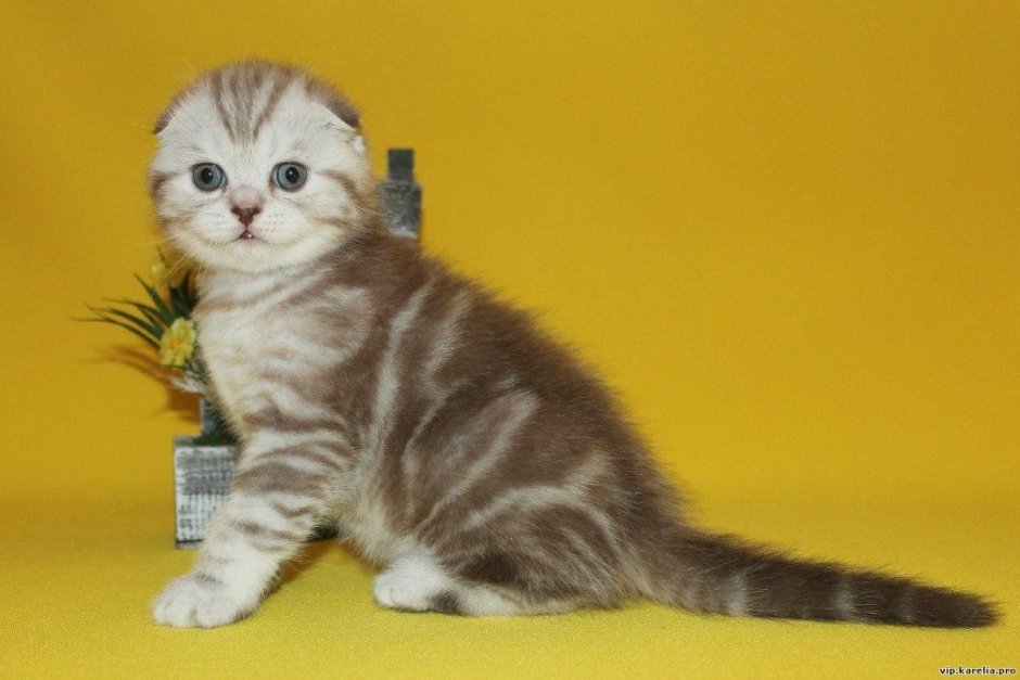 Скоттиш фолд мраморный