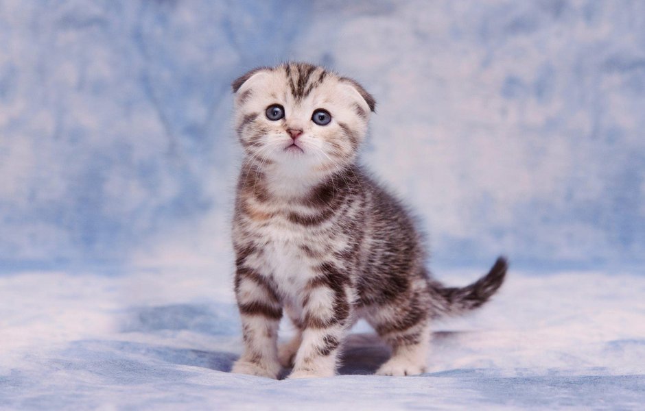 Британец вислоухий котенок полосатый