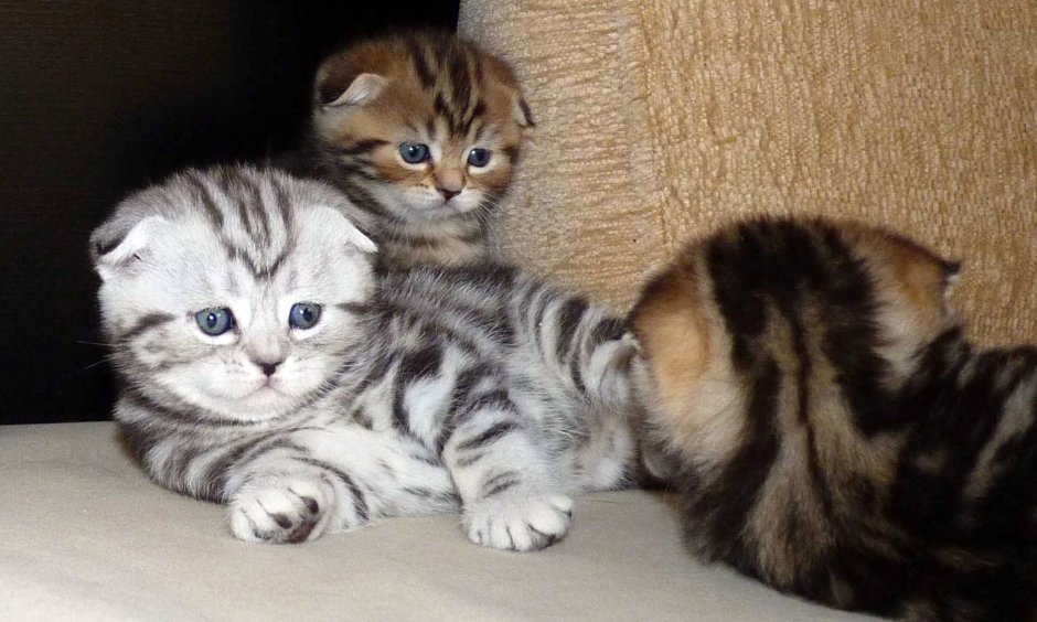 Шотландская вислоухая кошка полосатая