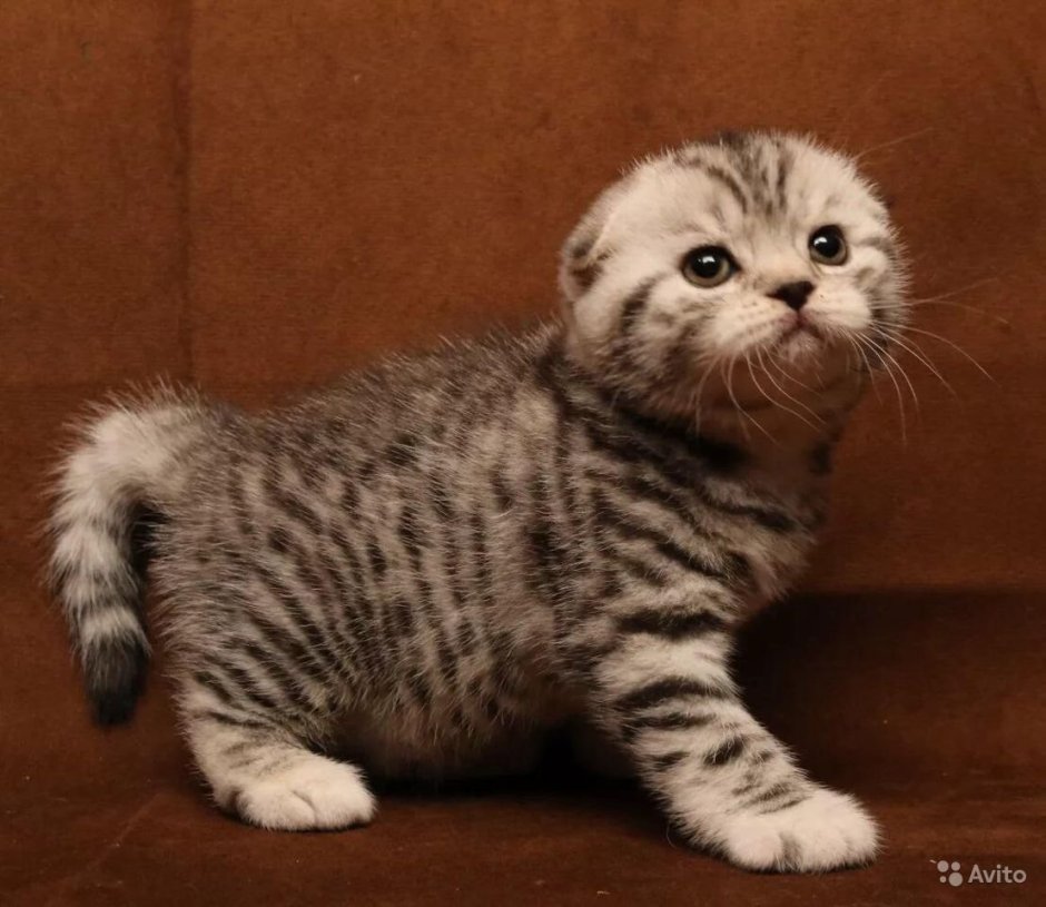 Шотландская вислоухая кошка табби