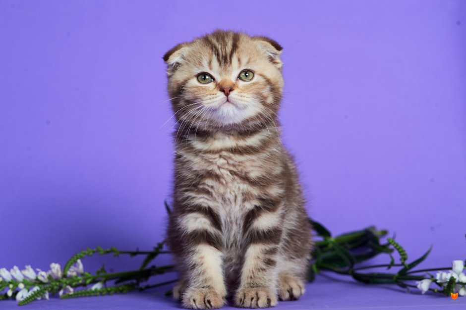 Сибирская вислоухая кошка