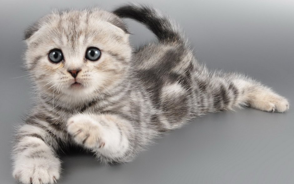 Скоттиш-фолд Шотландская мрамор