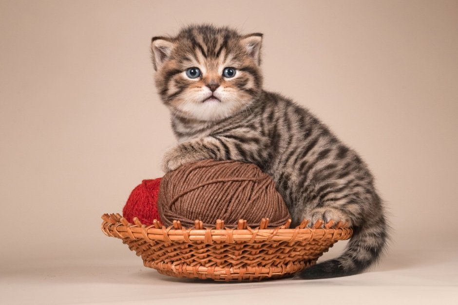 Кот британец полосатый порода