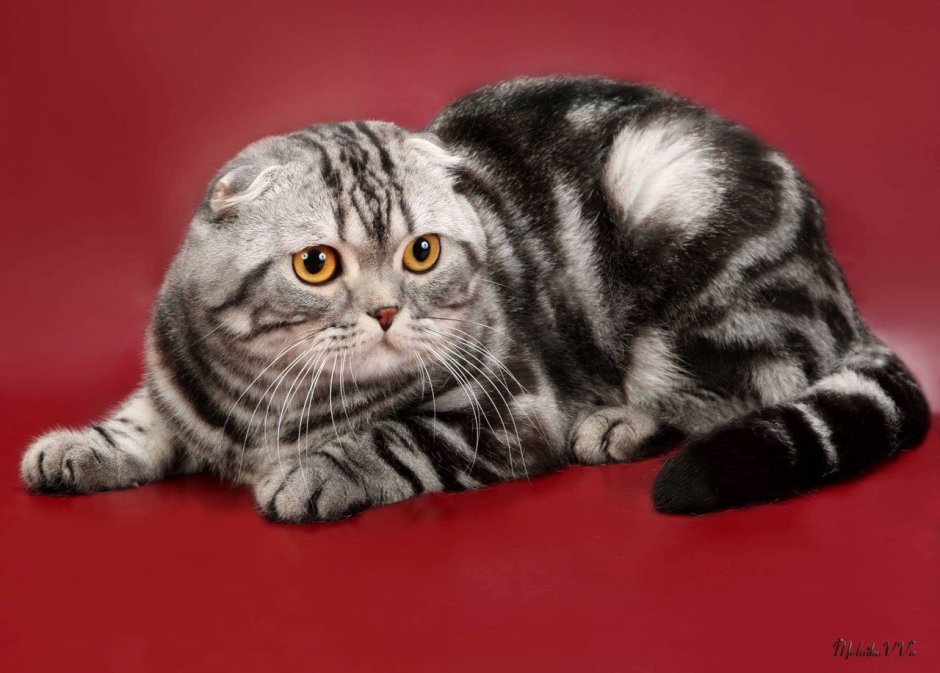 Шотландская вислоухая кошка полосатая