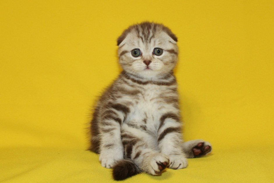 Шотландский вислоухий NS 22