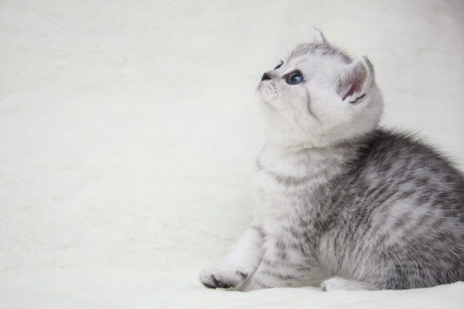 Дымчатые мраморный британец