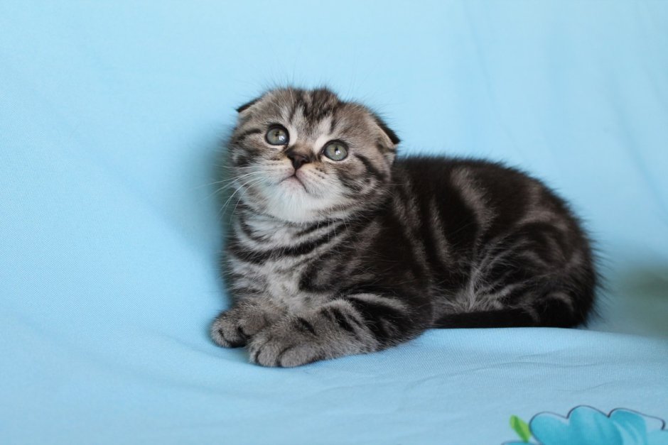 Шотландская вислоухая кошка