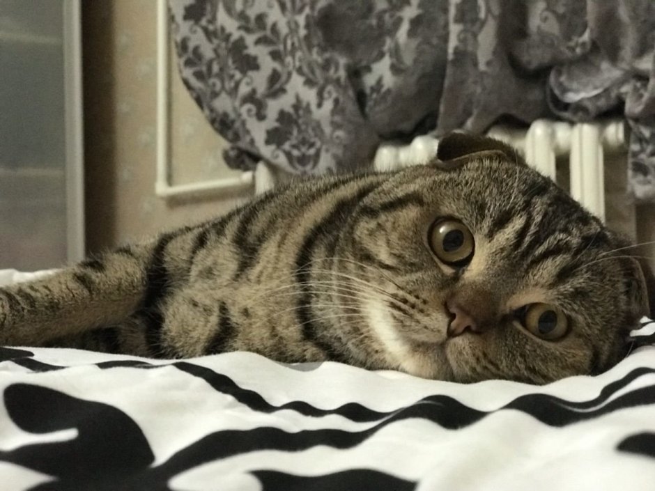 Шотландская вислоухая табби Браун