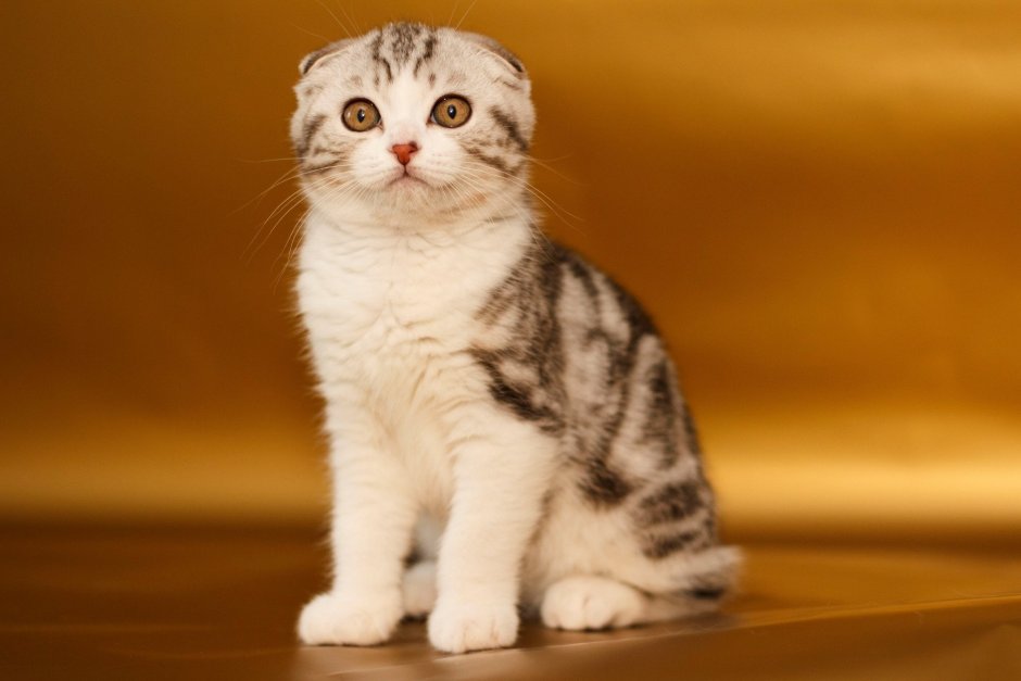 Шотландская вислоухая табби макрель