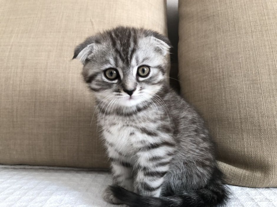 Шотландская вислоухая кошка мраморная