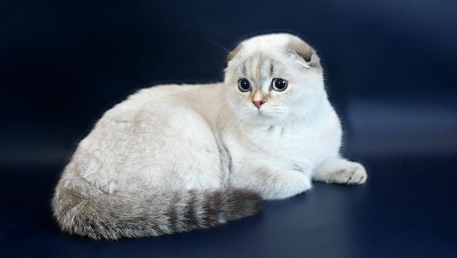 Шотландская вислоухая трехшерстная