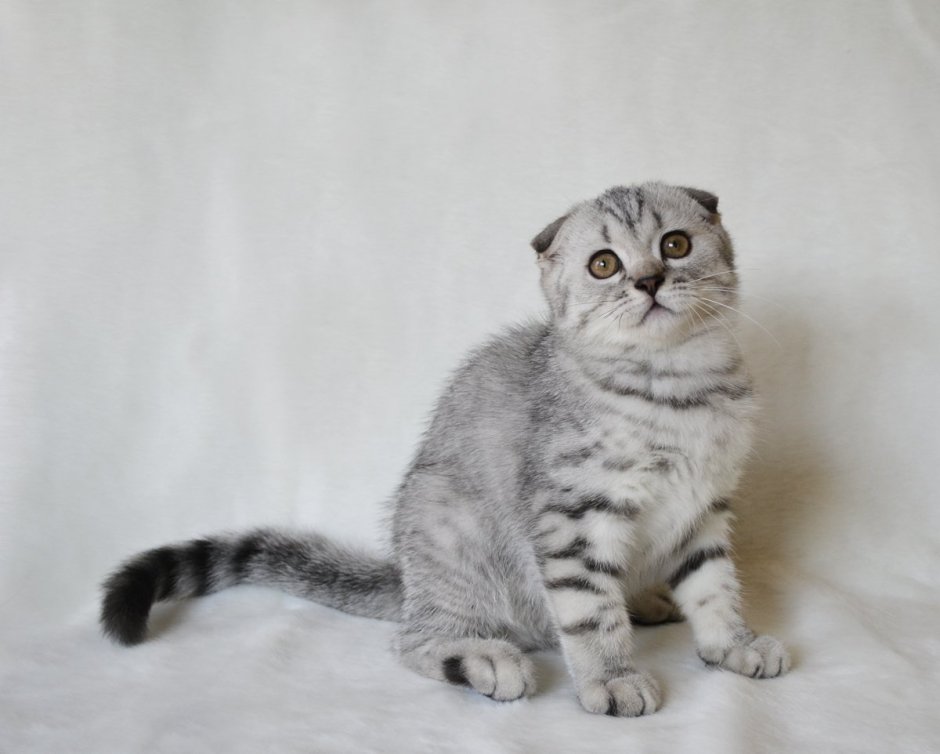Шотландская вислоухая кошка