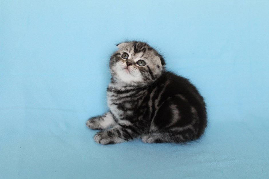 Шотландский скоттиш фолд мраморный котенок